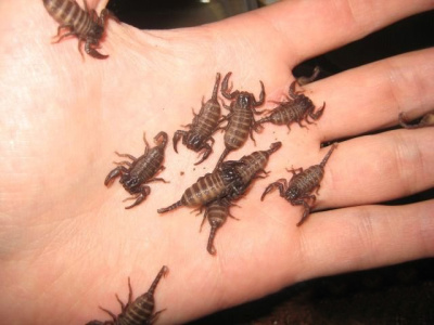 Скорпион (Heterometrus spinifer)